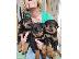 PoulaTo: rottweiler